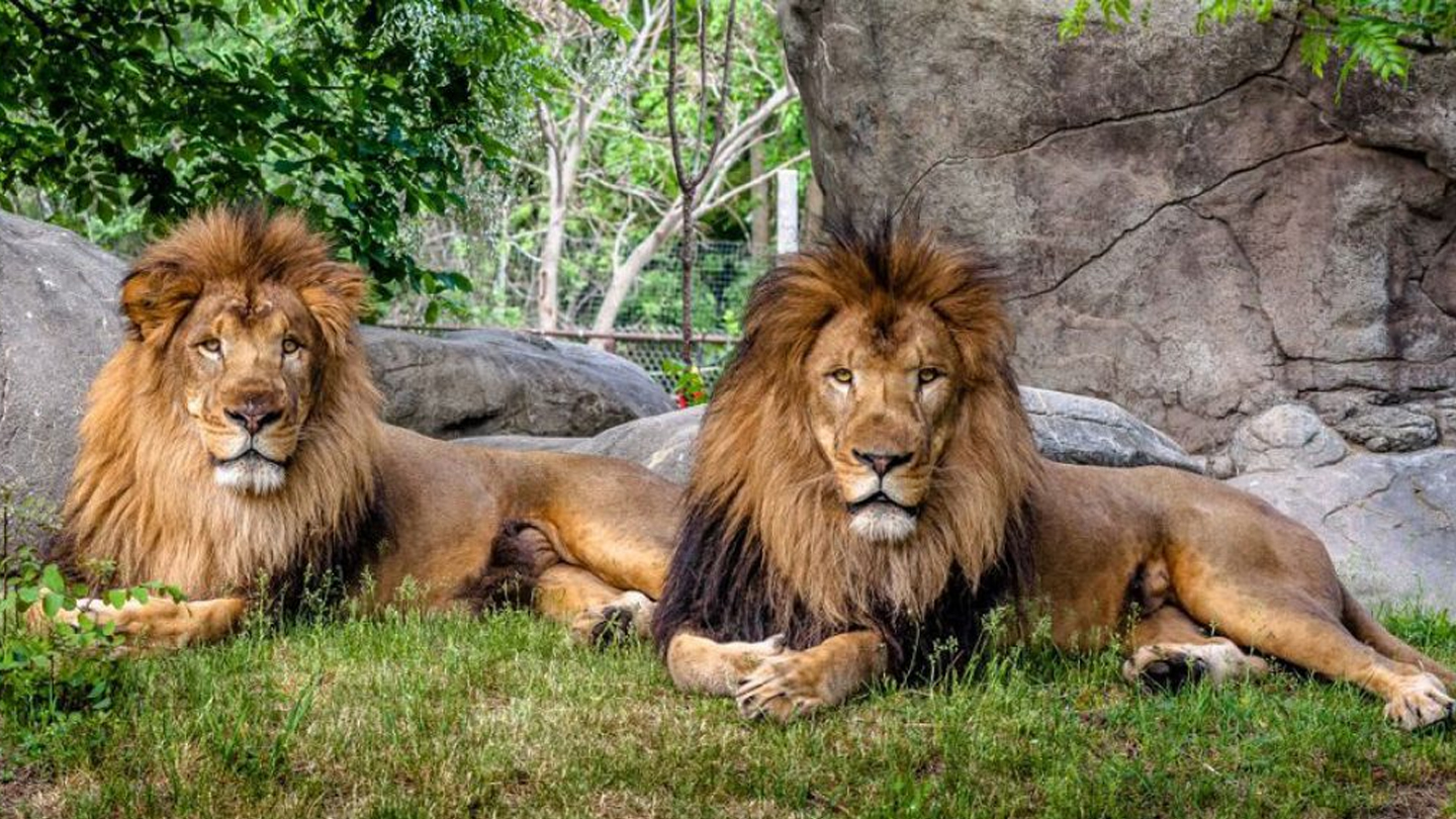 Nehru Zoological Park